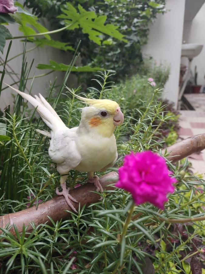 Paarijaat Homestay & Guesthouse Ayodhya المظهر الخارجي الصورة